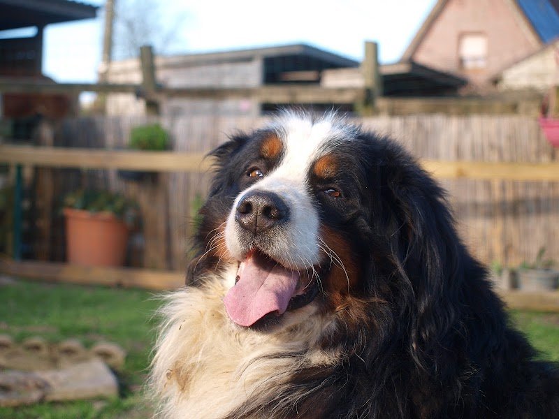Chambres d ' Hôtes pour chien du Mont d'Hiver - photo 2