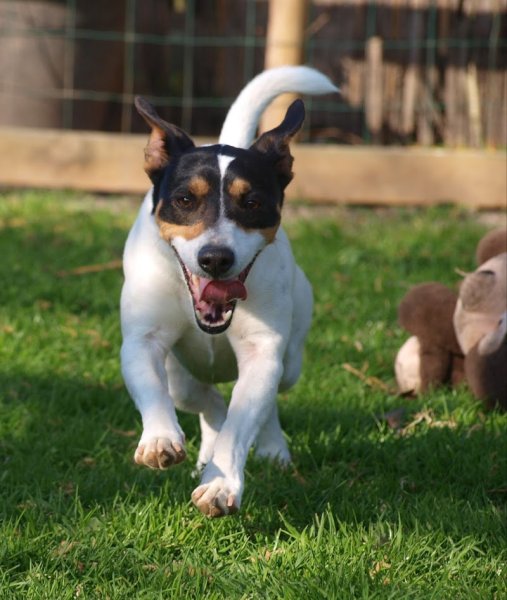 Chambres d ' Hôtes pour chien du Mont d'Hiver - photo 3