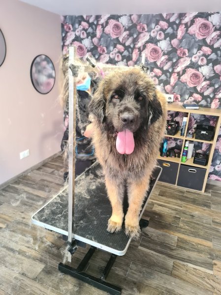 Bubble dogs - photo 3