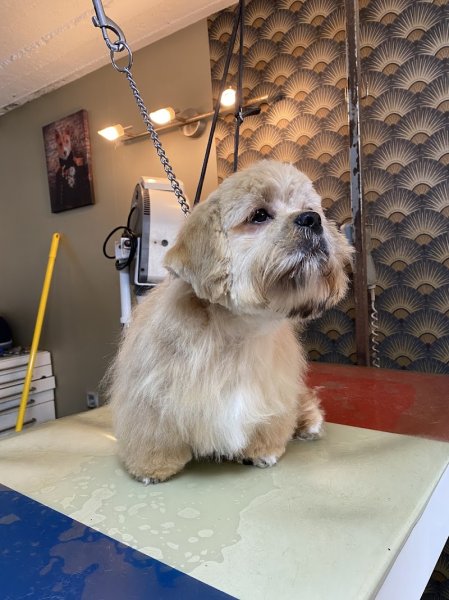 salon de toilletage canin cleb art