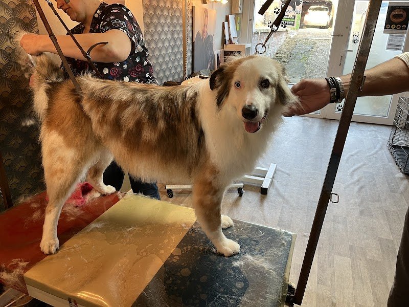 salon de toilletage canin cleb art - photo 2