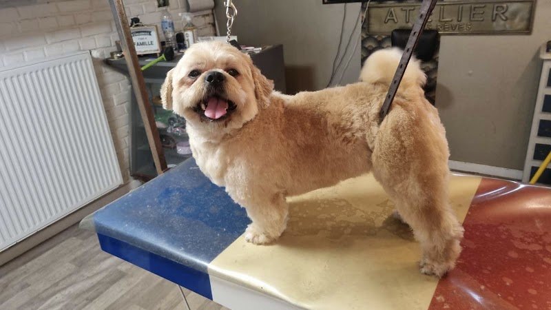 salon de toilletage canin cleb art - photo 3
