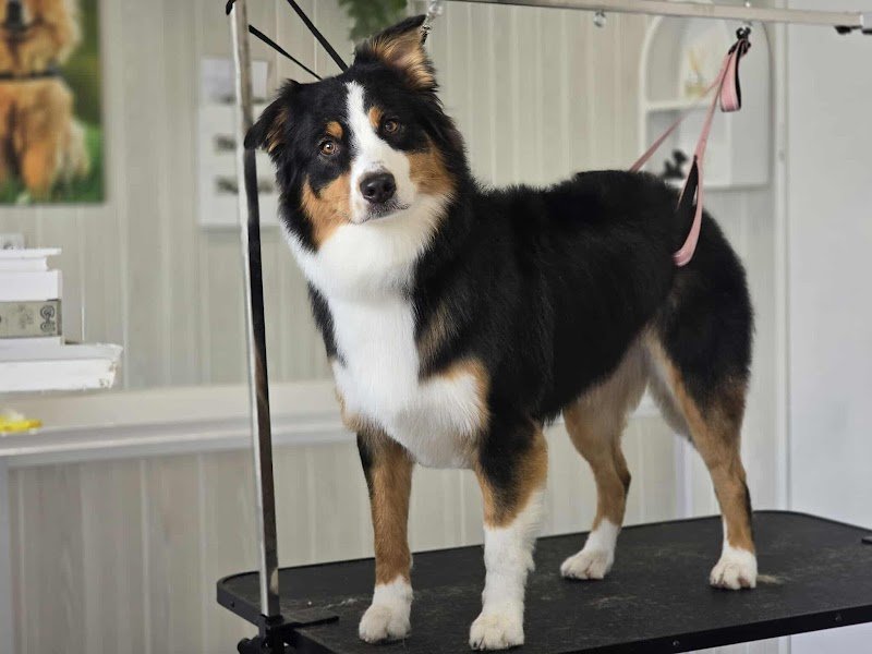 Beauté Canine - photo 1