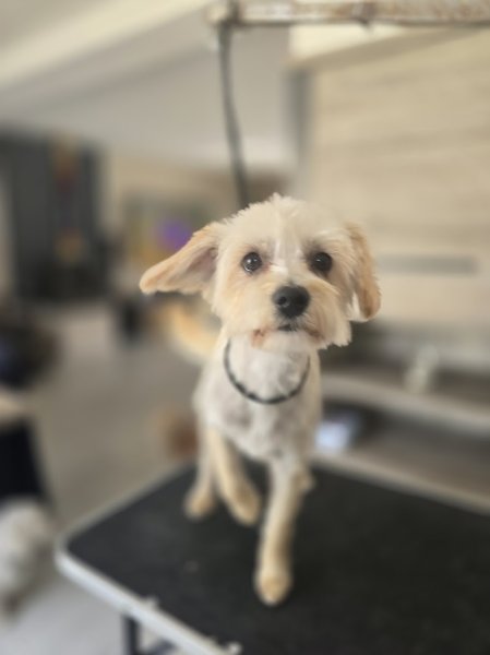 Beauté Canine - photo 2