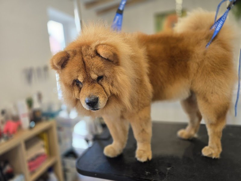 Beauté Canine - photo 3