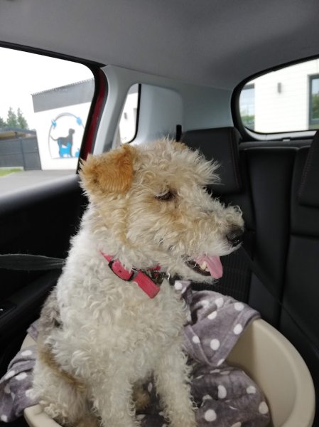 Pension Canine Paradisdog - photo 1