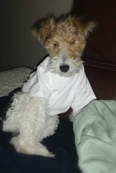 Pension Canine Paradisdog - photo 3