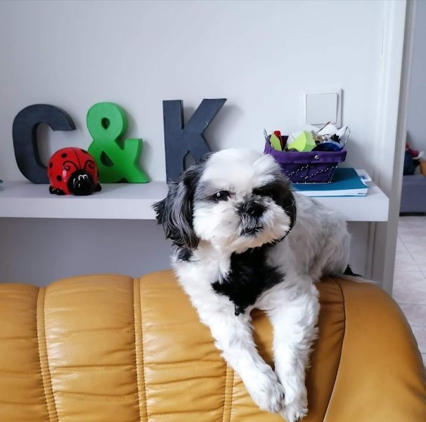 Instants De Chiens - photo 3