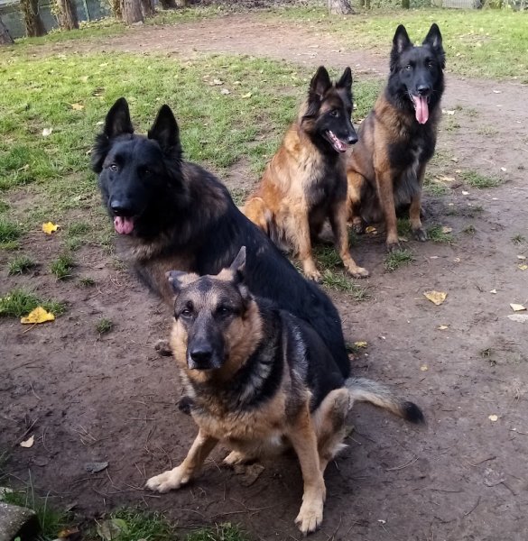 Dog Four Rééducation Canine - photo 3