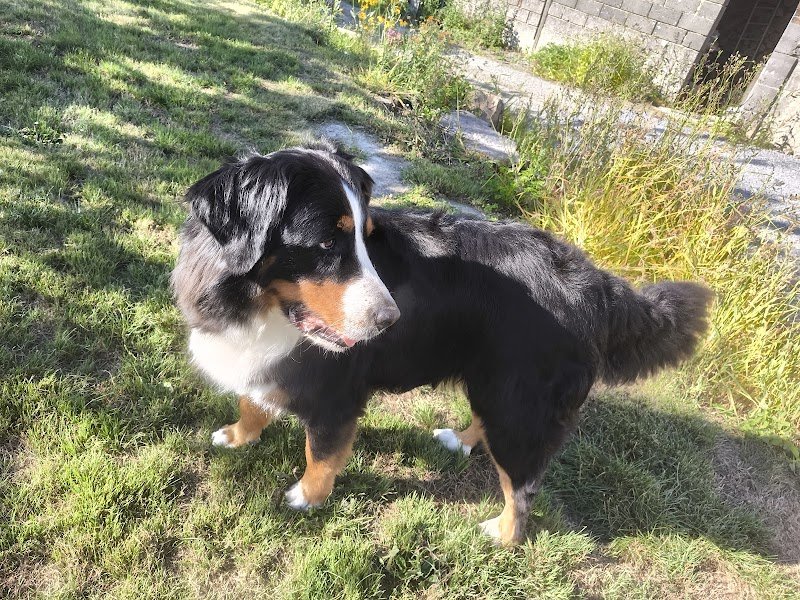 Toilettage Chiens & Nacs | Détente Canine- - photo 2