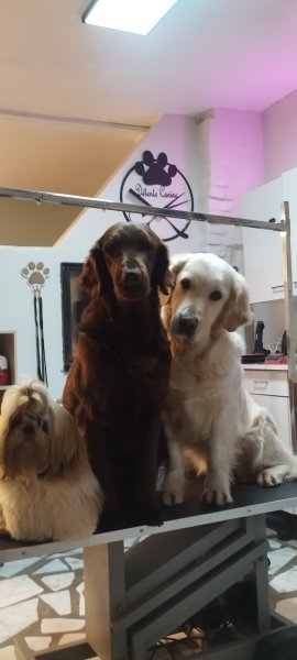 Toilettage Chiens & Nacs | Détente Canine- - photo 3