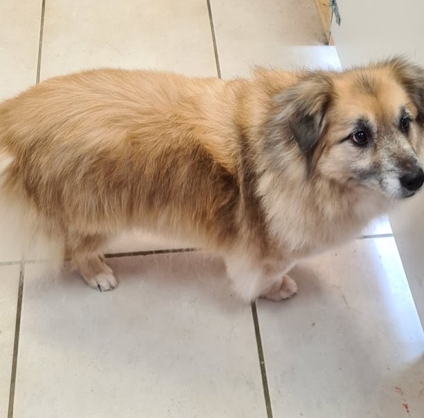 Le Ch'ti Pollux toilettage canin et félin