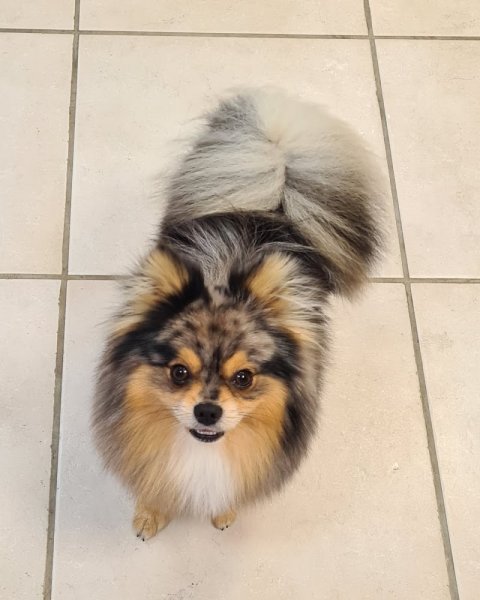 Le Ch'ti Pollux toilettage canin et félin - photo 2