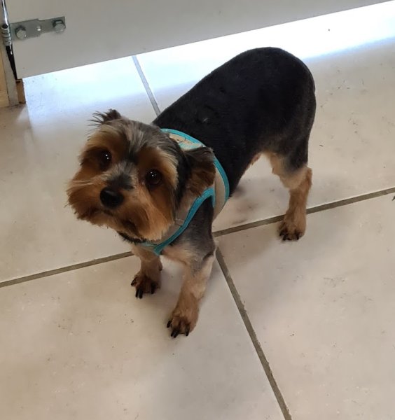 Le Ch'ti Pollux toilettage canin et félin - photo 3