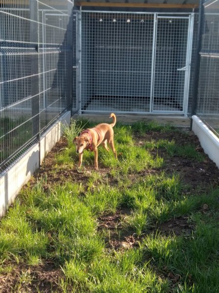 Gite canin du flo vert - photo 2