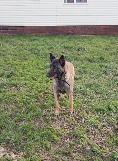 Gite canin du flo vert - photo 3