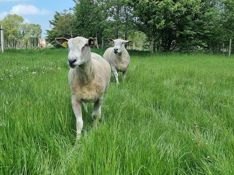 Merckeghem Sheepdogs