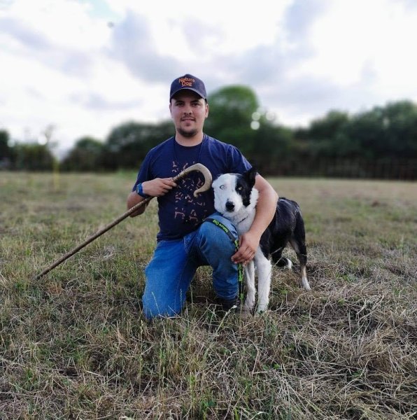 Merckeghem Sheepdogs - photo 3