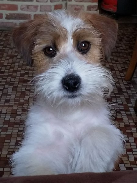 Passion Canine - photo 2