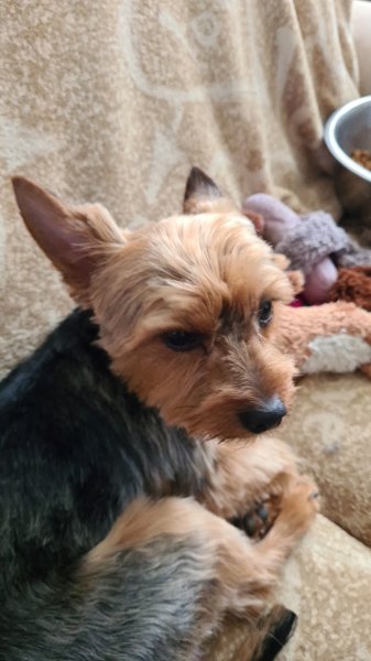 Passion Canine - photo 3