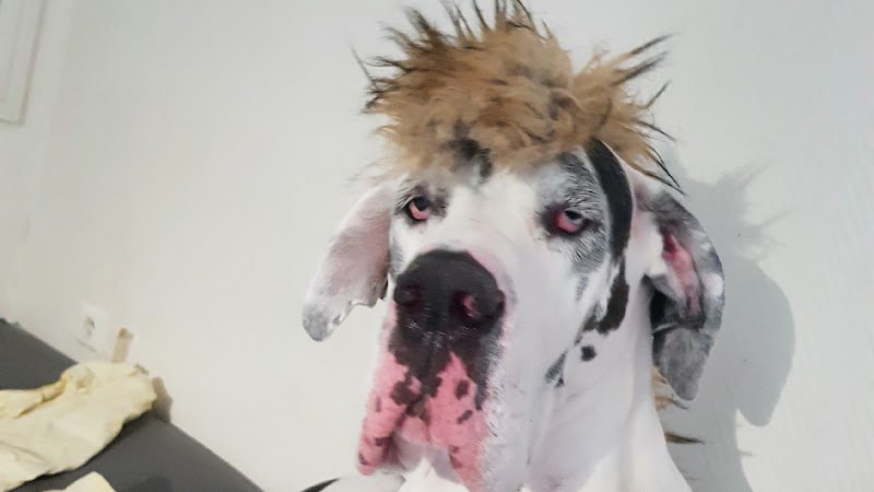 Coach en comportement canin - photo 1