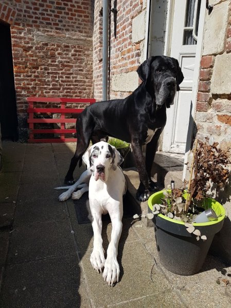 Coach en comportement canin - photo 2