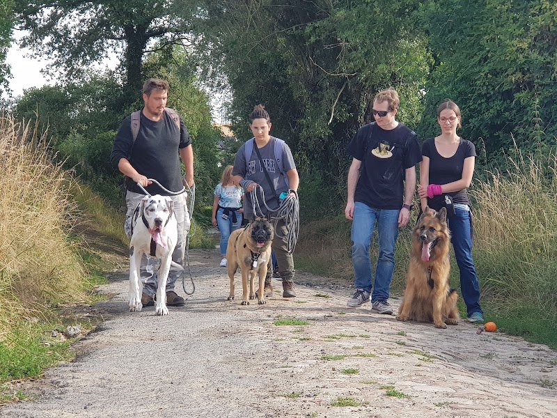 Coach en comportement canin - photo 3