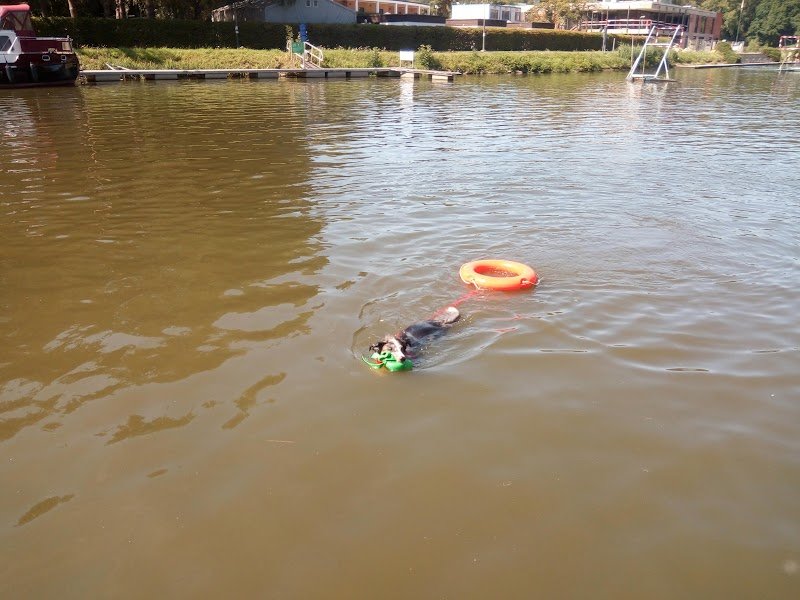 Printemps canin - photo 2