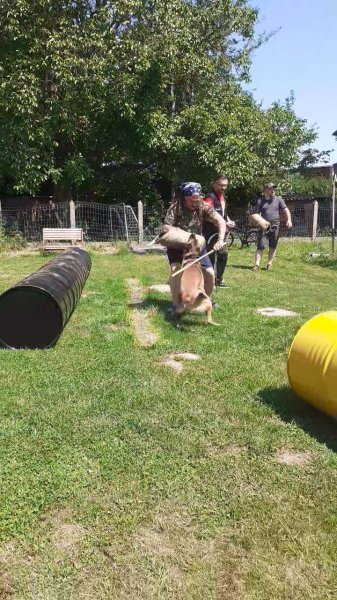 Street Dog - club canin à Colfontaine