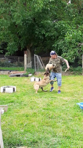 Street Dog - club canin à Colfontaine - photo 2