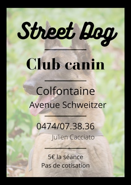 Street Dog - club canin à Colfontaine - photo 3