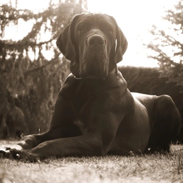 Babydogschool - photo 2