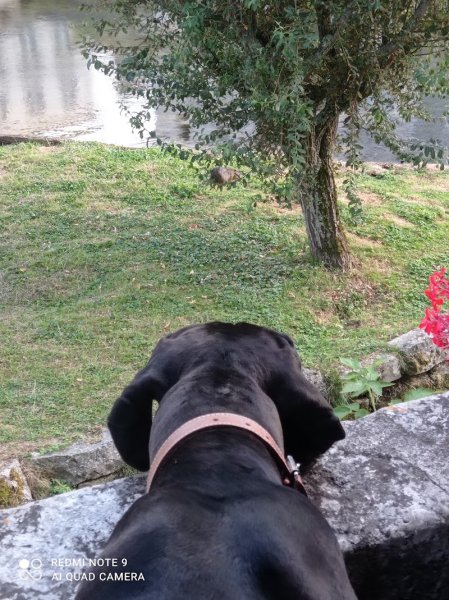 Babydogschool - photo 3