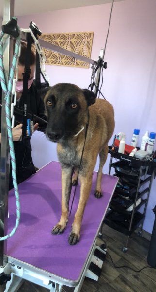 toutoubo- salon de toilettage et massage canin BANTIGNY
