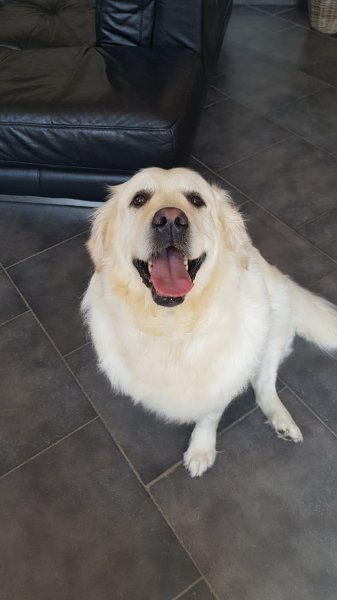 toutoubo- salon de toilettage et massage canin BANTIGNY - photo 2