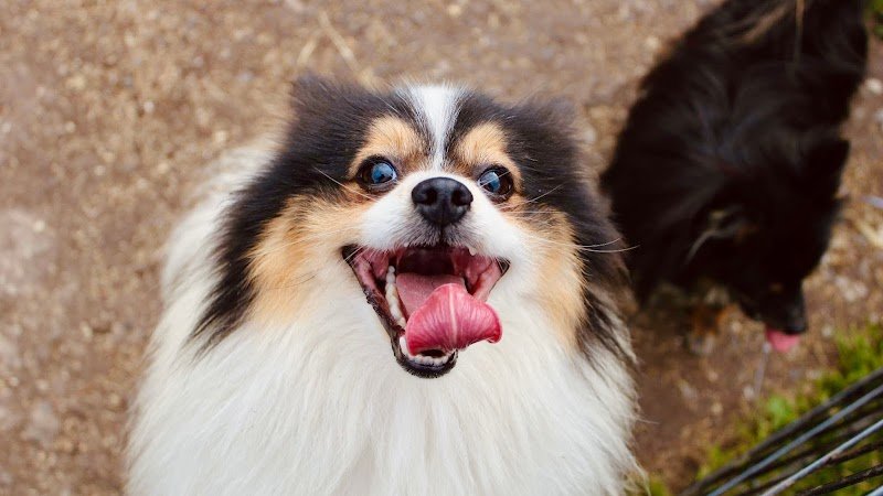 Centre Canin de l'Eau d'Heure - photo 1