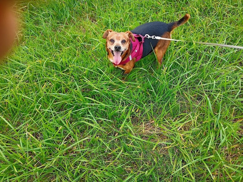 Dogeducsport by Alexandre - photo 1