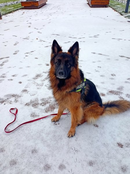 Dogeducsport by Alexandre - photo 2