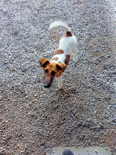 Dogeducsport by Alexandre - photo 3