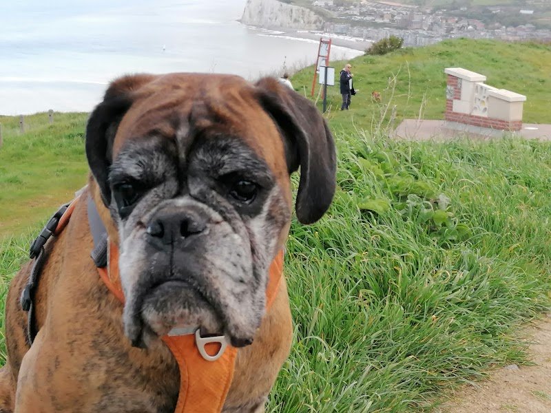 CANINA LINGUA David Level et Zira Éducateur comportementaliste canin Diplomé d'état