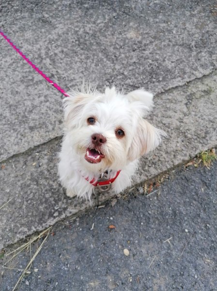 CANINA LINGUA David Level et Zira Éducateur comportementaliste canin Diplomé d'état - photo 2