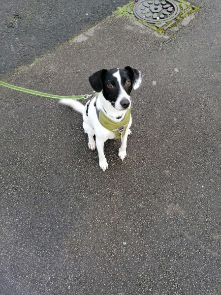 CANINA LINGUA David Level et Zira Éducateur comportementaliste canin Diplomé d'état - photo 3