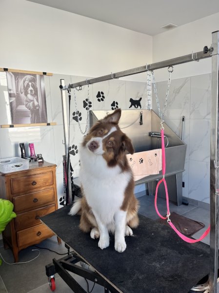 Le chien vert houthem - photo 1