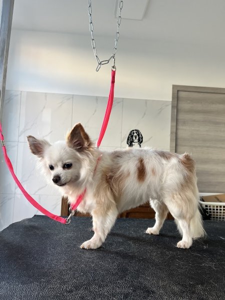 Le chien vert houthem - photo 2