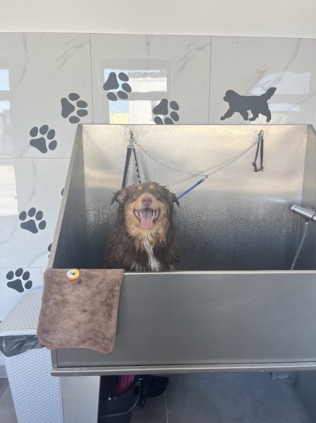 Le chien vert houthem - photo 3