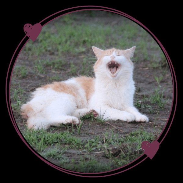 É-ki-libre - école de shiatsu équin / canin - photo 2