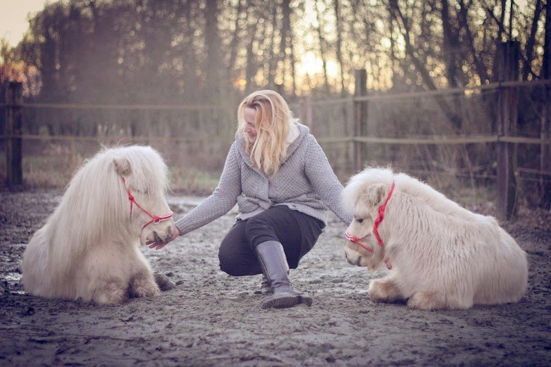 É-ki-libre - école de shiatsu équin / canin - photo 3