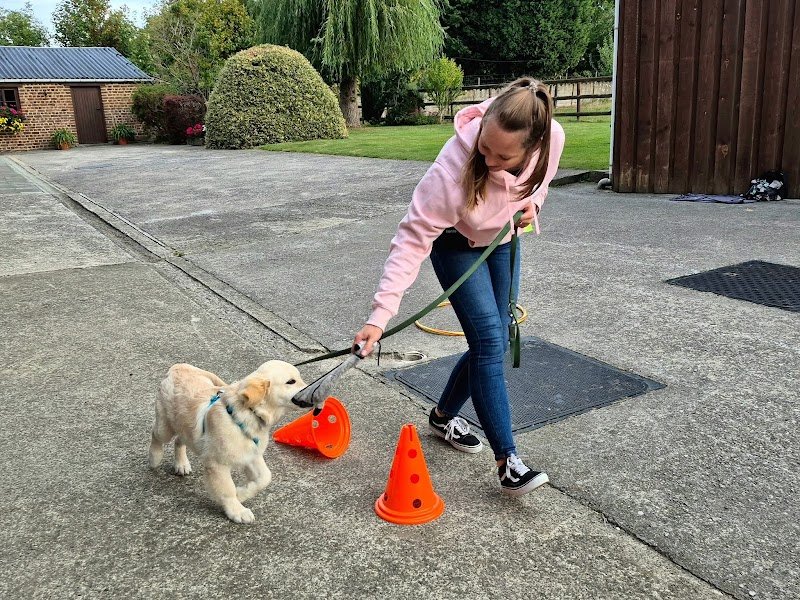 DOG EN SOI - Educateur et comportementaliste canin