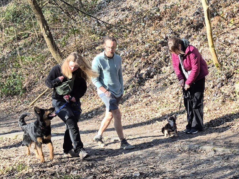 DOG EN SOI - Educateur et comportementaliste canin - photo 3