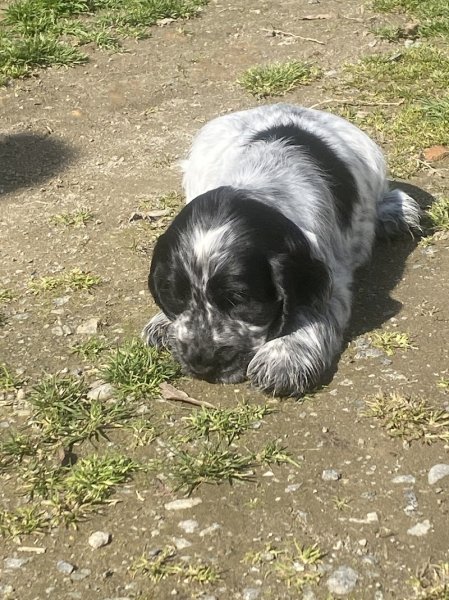 Club canin de Méru - photo 1